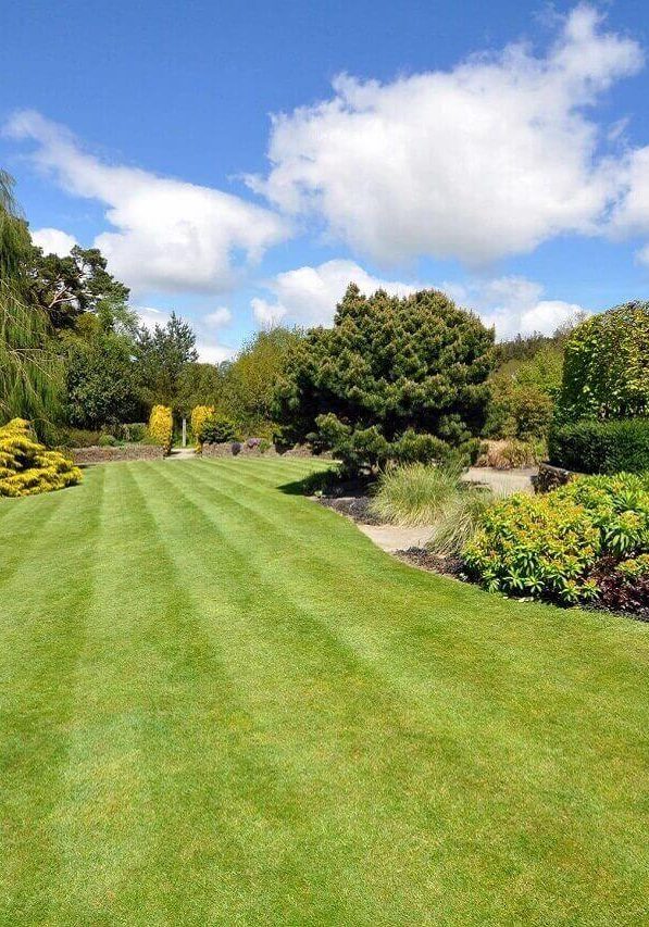 A lawn with grass and trees in the background.