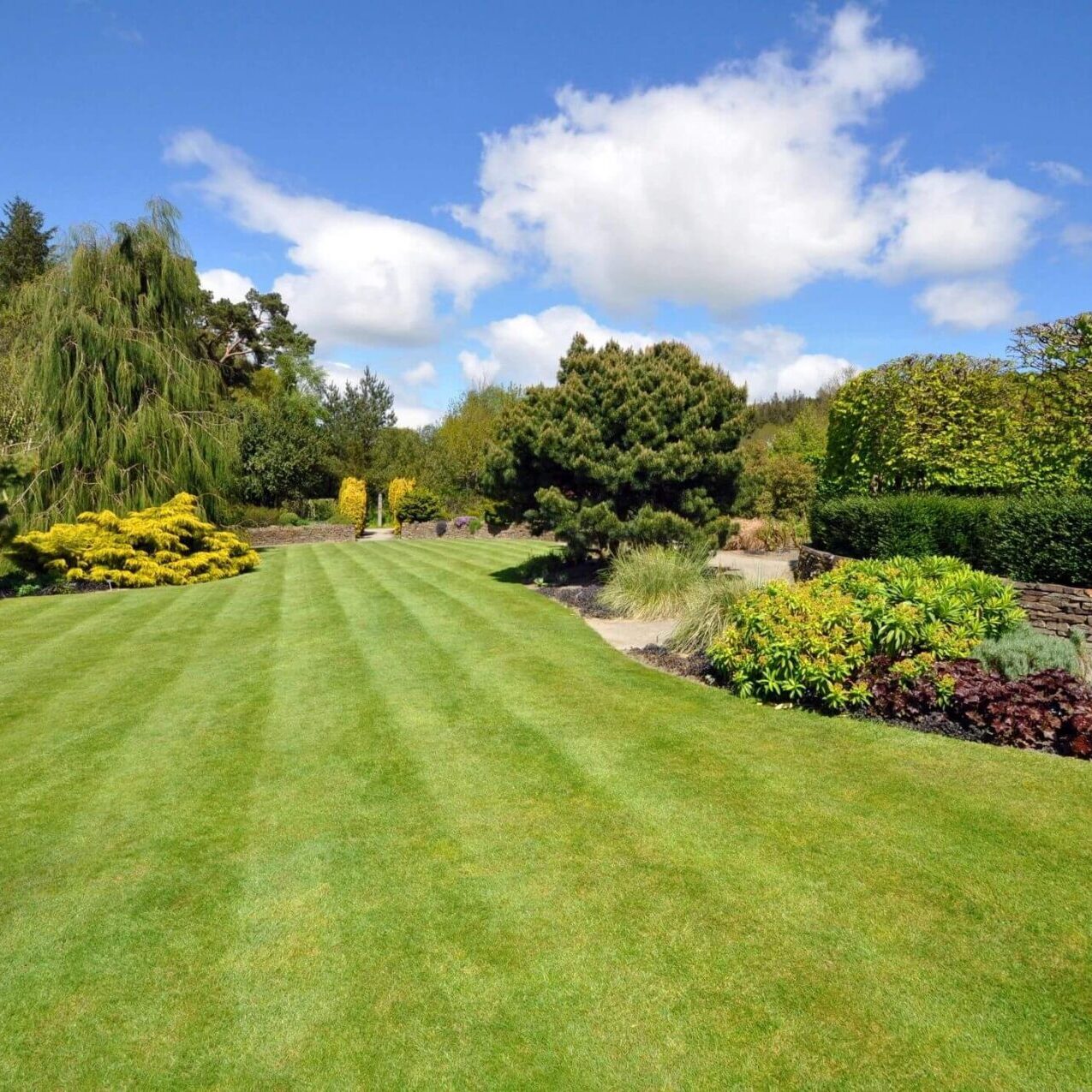 A large lawn with many different plants and trees.